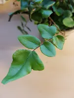 20200927_164405.webp 20200927_164405.webp