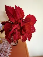 IMG_20200927_174721.webp