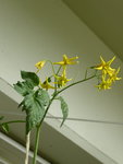 P1010802Gelbe Chinesische Coctailtomate.JPG