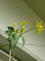 P1010802Gelbe Chinesische Coctailtomate.webp