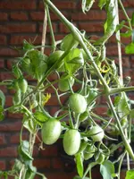 P1010804Gelbe Chinesische Coctailtomate.webp