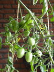 P1010804Gelbe Chinesische Coctailtomate.JPG