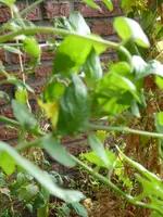 P1010805Rote Chinesische Coctailtomate.JPG