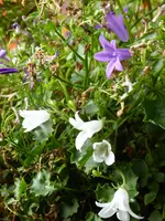 P1010812Glockenblumen.webp