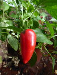 P1010813Paprika.JPG