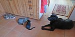 IMG_5229 v (2).JPG