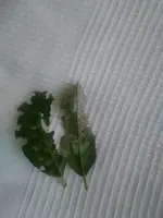 IMG_20200927_133432.webp
