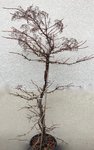 Hydrangea petiolaris_150-175.jpg