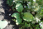 DSC00334.JPG