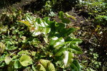 DSC00335.JPG