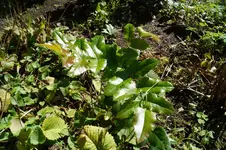 DSC00335.webp