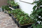 Paprika0117.JPG