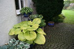 Hosta Sum and Substance 0220.JPG