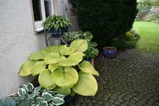 Hosta Sum and Substance 0220.webp