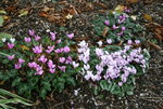 Cyclamen   0120.JPG