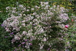 Herbstaster  0120.JPG