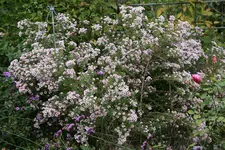 Herbstaster  0120.webp