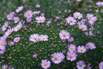 Herbstaster   0220.JPG