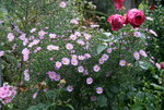 Herbstaster   0320.JPG