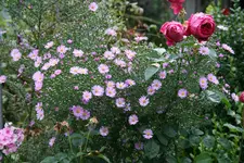 Herbstaster   0320.webp