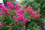 Bougenvillea1420.JPG