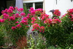 Bougenvillea1520.JPG