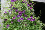 Kletterndes Löwenmäulchen0820.JPG