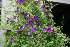 Kletterndes Löwenmäulchen0820.webp