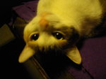 IMGP6161.JPG