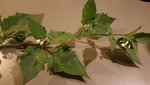 20200928_193546.jpg