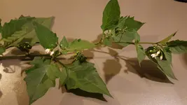 20200928_193546.webp