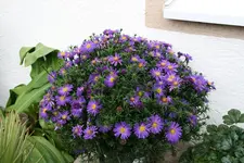 Herbstaster   0420.webp