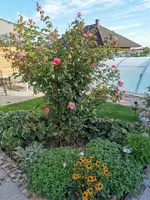 IMG_20200924_091257.webp