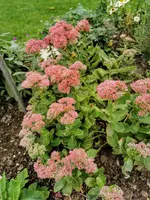 IMG_20200924_174534.webp
