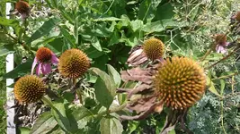 DSC_1164 (2).webp