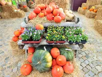 DSCF4177 (2).webp