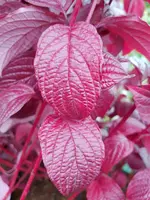 20200930_121329.webp