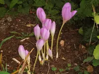 DSCI0679.webp