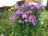 DSC01317.JPG
