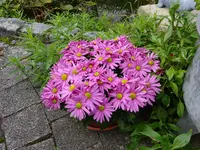 DSC01321.JPG