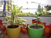 CIMG2945.webp