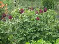10.07.09 010.webp