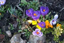 03-krokusse.webp