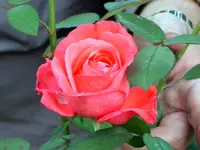 SA500096.webp