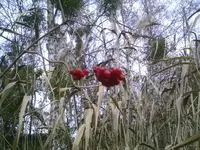 Beeren1.jpg.webp