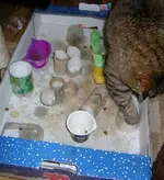 missyfummelt.webp