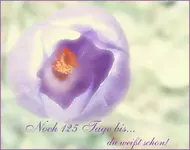 Krokus .webp