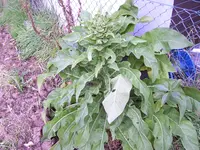 100_1355.webp