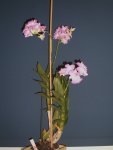 Orchideen 004.jpg