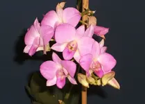 Orchideen 005.webp